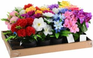 Pottblóm sumarblóm, nokkrir litir