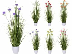 Sumarblóm Nellikur í potti 6 litir