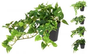 Pottablóm hangandi 25cm