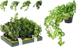 Pottablóm hangandi 40cm